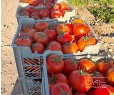 فروش گوجه فرنگی