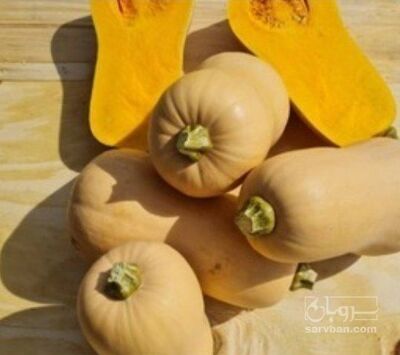 فروش کدو