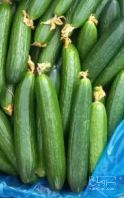 فروش خیار
