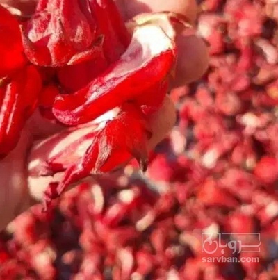 فروش چای ترش