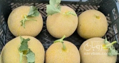 فروش ملون