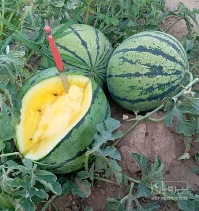 فروش هندوانه آناناسی