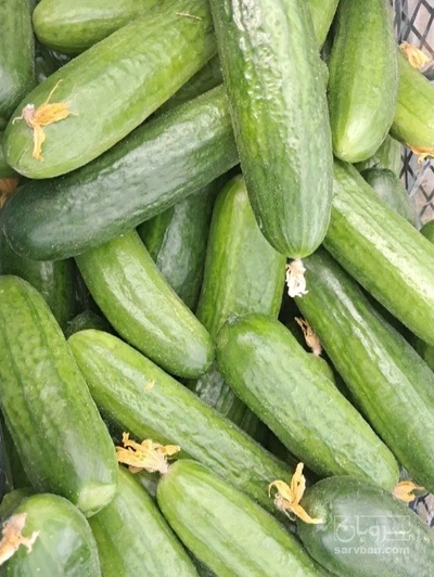 فروش خیار