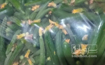فروش خیار خیار شوری