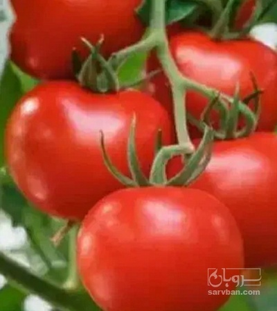 فروش گوجه فرنگی برنتا