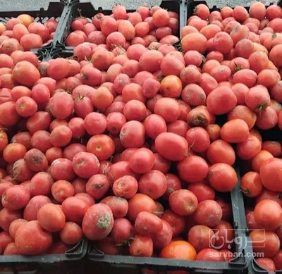 فروش گوجه فرنگی باسیمو