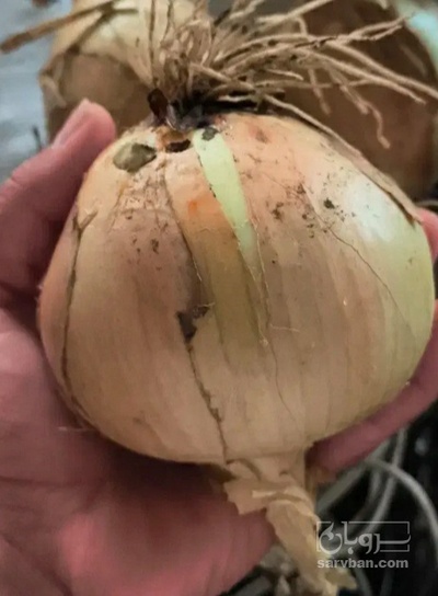 فروش پیاز زرد