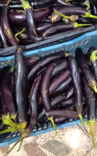 فروش بادمجان