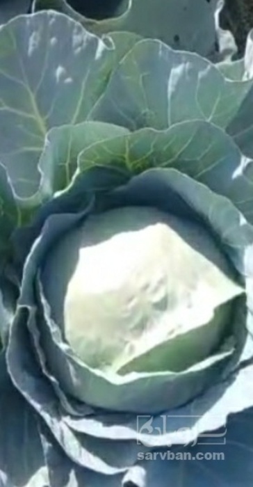 فروش کلم برگی سفید