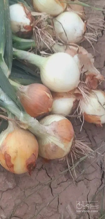 فروش پیاز