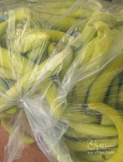 فروش خیار چنبر