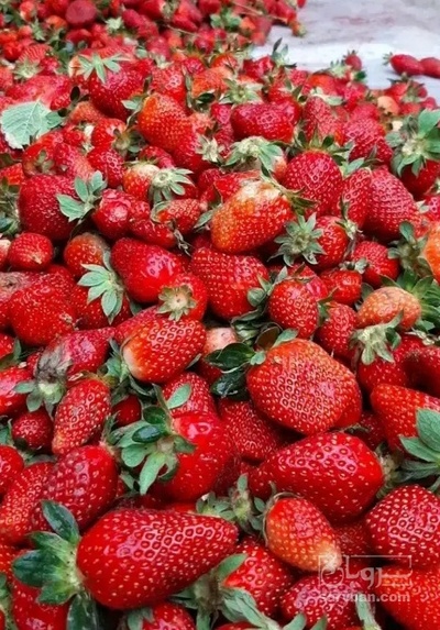 فروش توت فرنگی گلخانه ایی