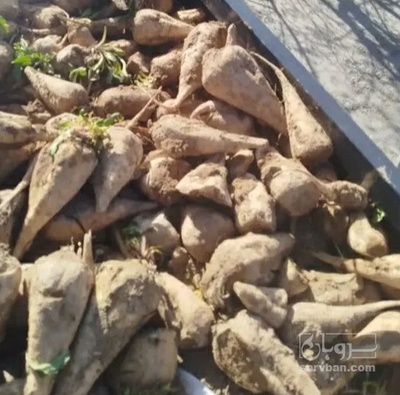 فروش چغندر قند