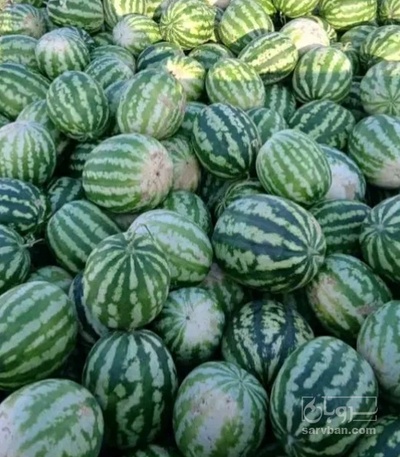 فروش هندوانه