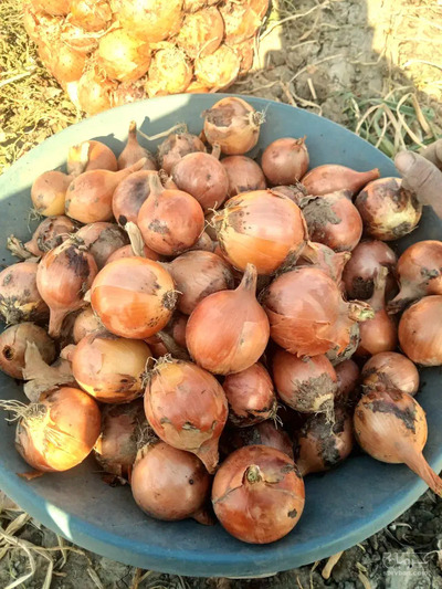 فروش پیاز