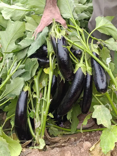 فروش بادمجان