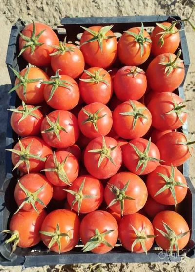 فروش گوجه فرنگی