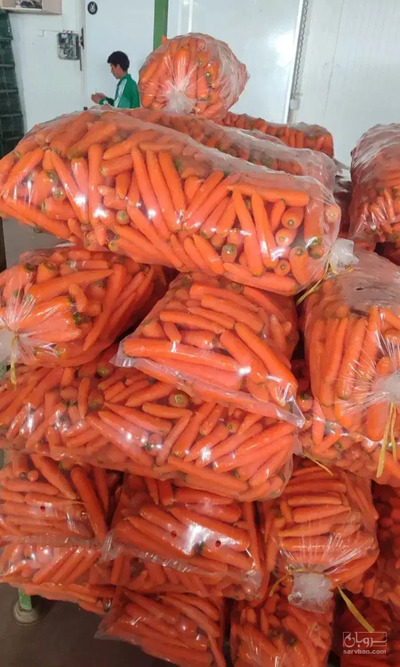 فروش هویج