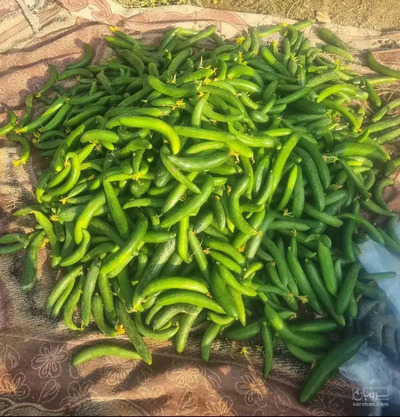 فروش خیار