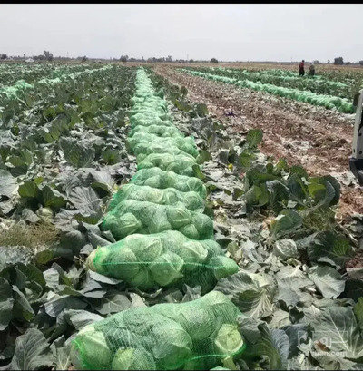 فروش کلم برگی