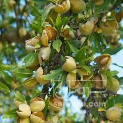 فروش بادام