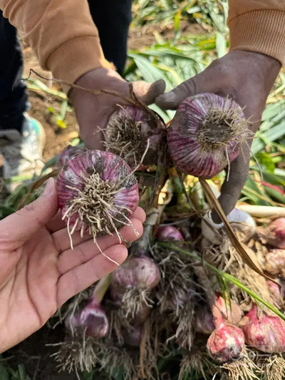 فروش سیر