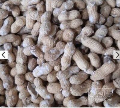 فروش بادام زمینی