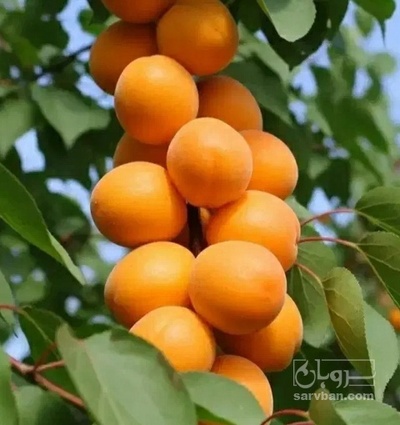 فروش زردآلو