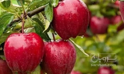 فروش سیب قرمز