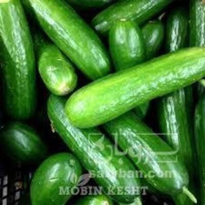 فروش خیار