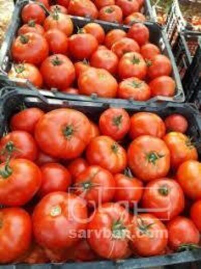 فروش گوجه فرنگی