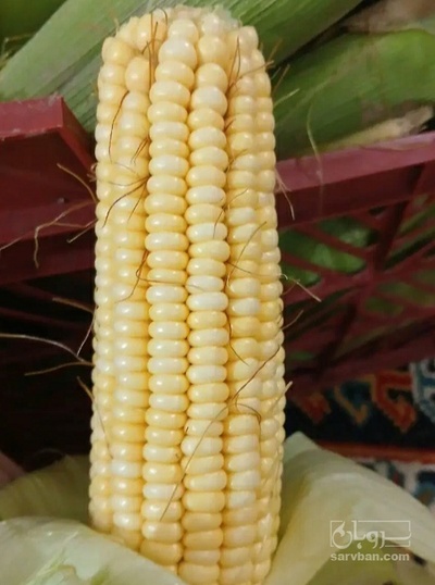 فروش ذرت