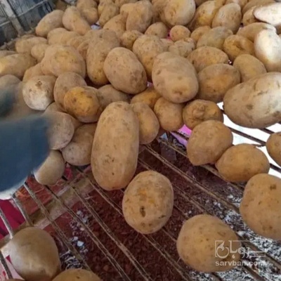 فروش سیب زمینی اگریا