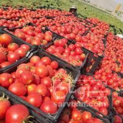 فروش گوجه فرنگی