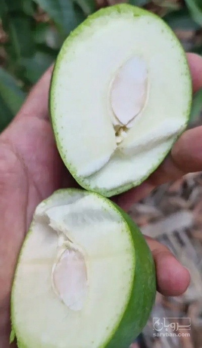 فروش انبه کال بی هسته