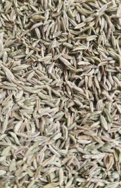 فروش زیره (گیاه‌ دارویی)