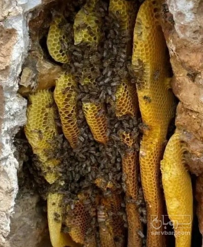 فروش عسل وحشی