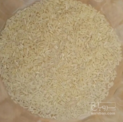 فروش برنج چمپا