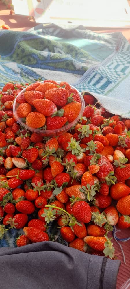 فروش توت فرنگی