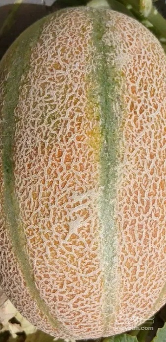 فروش طالبی جانا