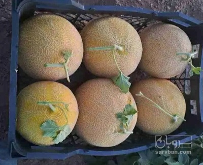 فروش ملون