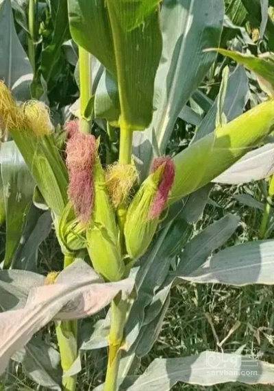فروش ذرت علوفه ای