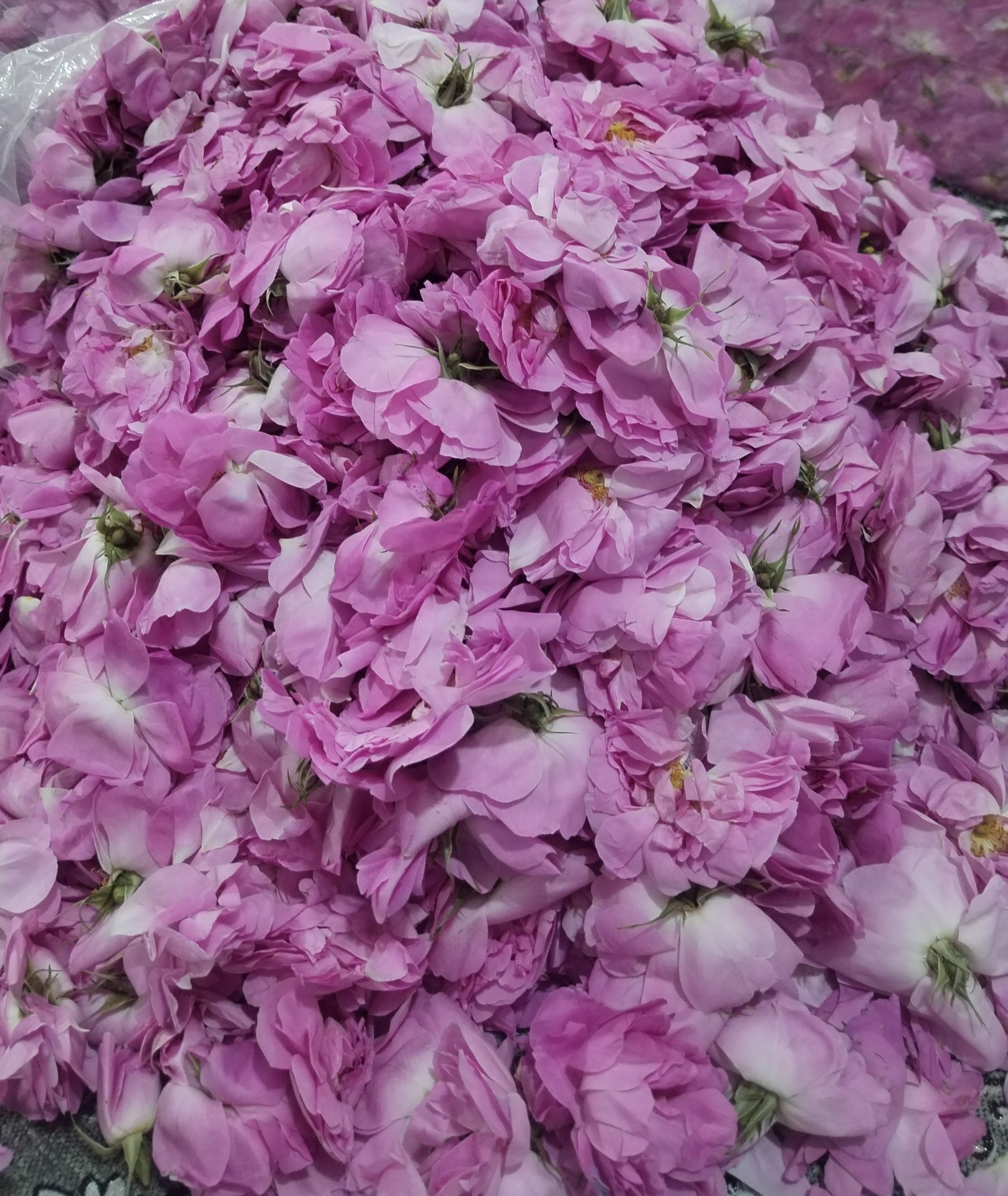 فروش عرق گلاب