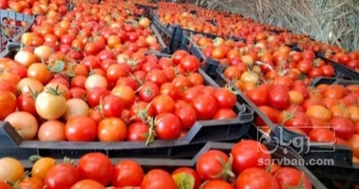 فروش گوجه فرنگی گیلاسی