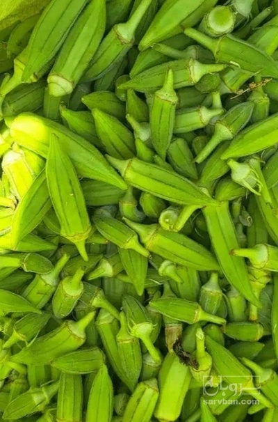 فروش بامیه