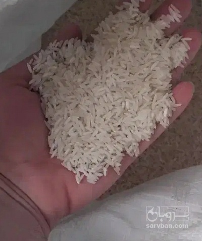 فروش برنج فجر