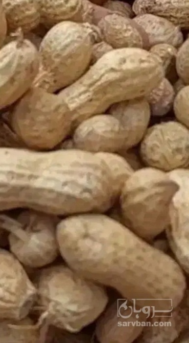 فروش بادام زمینی