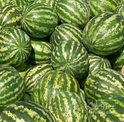 فروش هندوانه