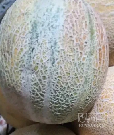 فروش طالبی جانا