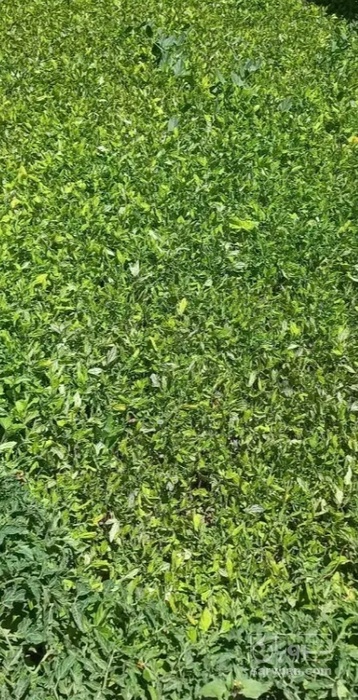 فروش نشا گوجه فرنگی  گیلاسی